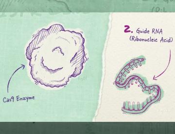 A drawing of a Cas9 enzyme and a Guide RNA with a green background