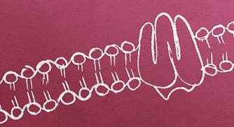 CFTR protein drawing