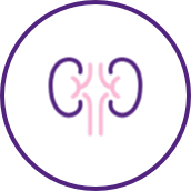 APOL1-mediated kidney disease (AMKD) image