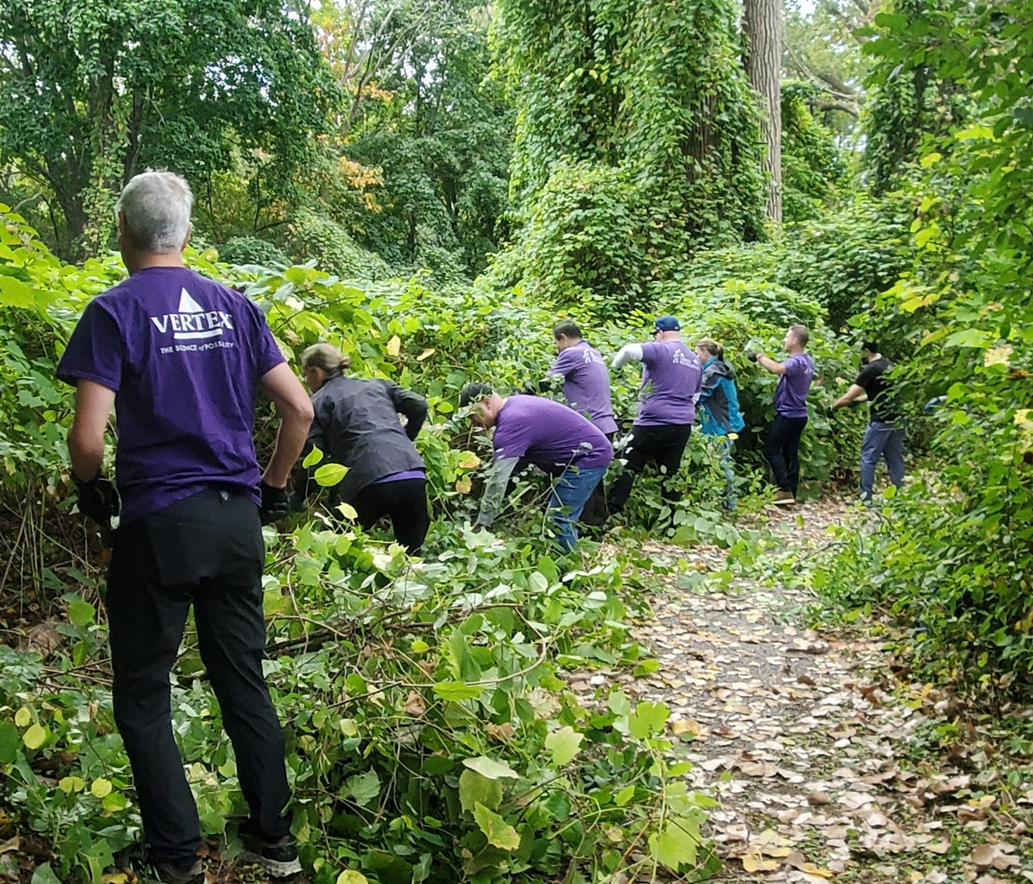 An image of a large group of Vertexians trimming shrubs in the woods as part of a volunteering event to help clean a woodland trail. 
