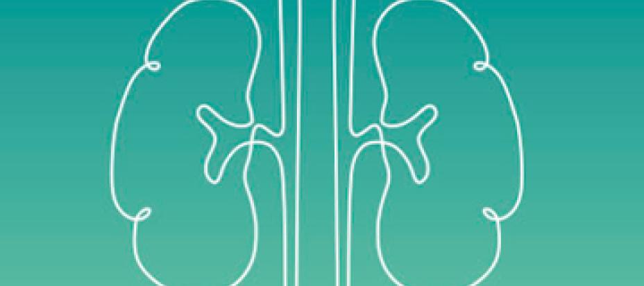 Icon of a kidney