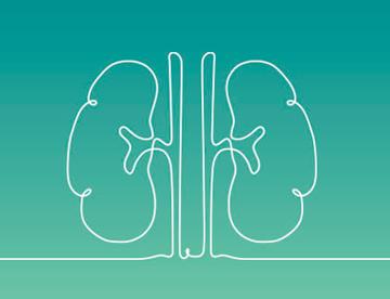 Icon of a kidney