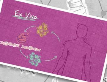 An illustration of a human body next to the words "Ex vivo" alongside drawings of cells and DNA strands