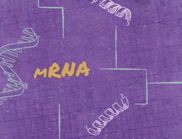 An illustration with a purple background featuring the word mRNA and drawings of DNA strands