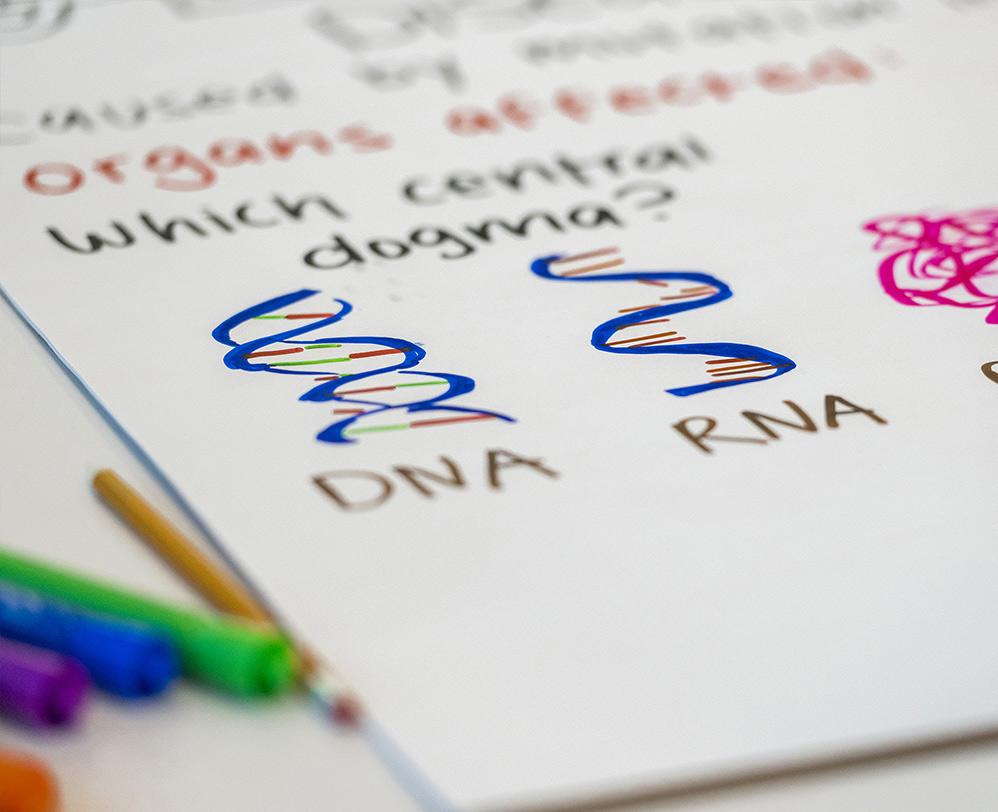 An image of a posterboard with a drawing depicting the structure of DNA and RNA